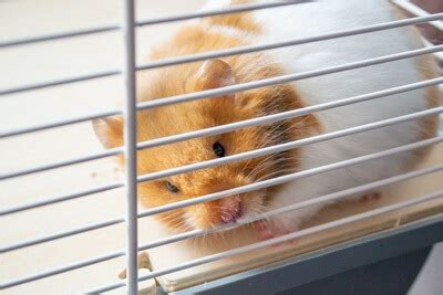 Can hamsters be near TV?