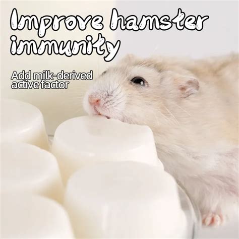 Can hamsters digest dairy?