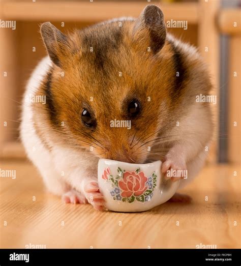 Can hamsters drink coffee?