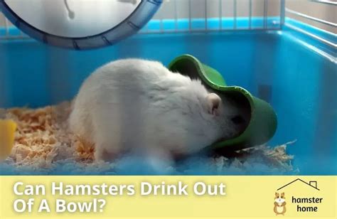 Can hamsters drink from a bowl?