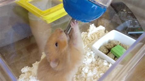 Can hamsters drink from a cup?