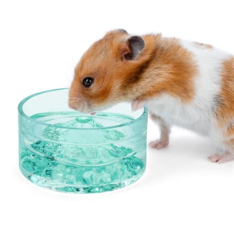 Can hamsters drink from a dish?