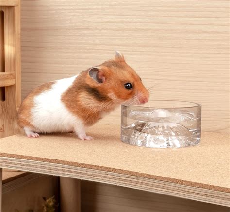 Can hamsters drink water in bowl?