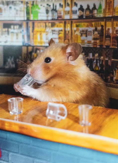 Can hamsters drink whiskey?