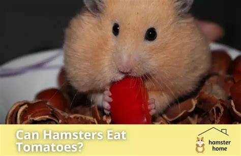 Can hamsters eat Vaseline?