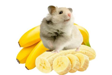 Can hamsters eat banana?