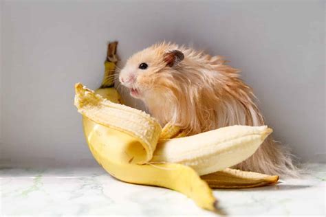 Can hamsters eat bananas?