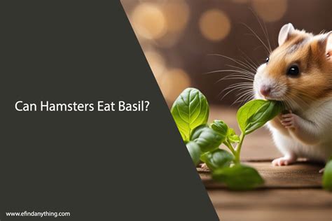 Can hamsters eat basil?