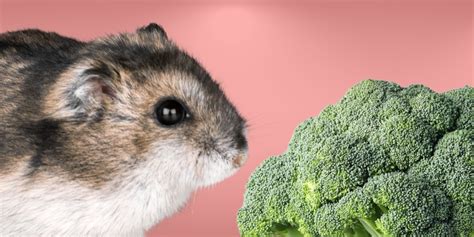 Can hamsters eat broccoli or cauliflower?