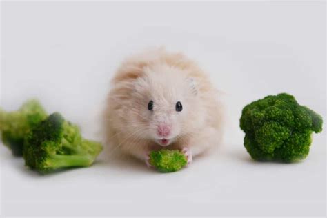 Can hamsters eat broccoli raw?