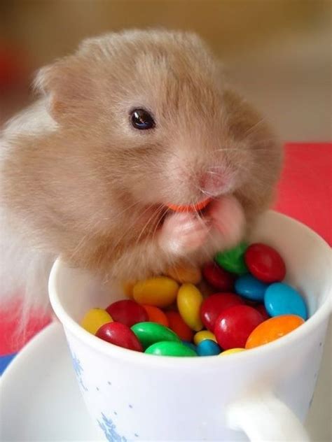 Can hamsters eat candy?