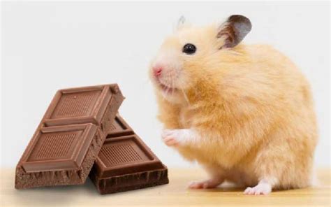 Can hamsters eat chocolate?