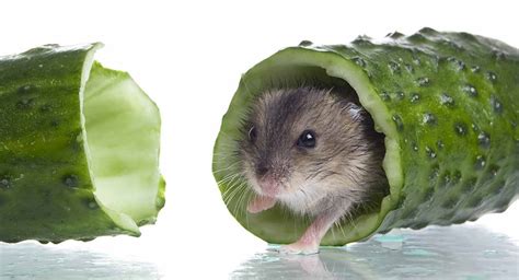 Can hamsters eat cucumber?