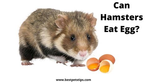 Can hamsters eat egg?