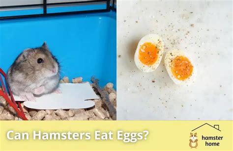 Can hamsters eat eggshells?