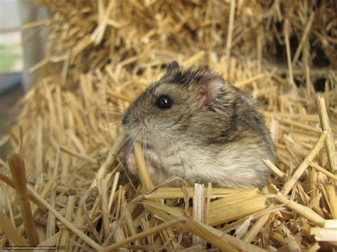 Can hamsters eat hay?