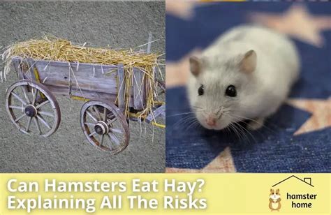 Can hamsters eat hay bales?