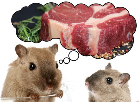 Can hamsters eat meat?