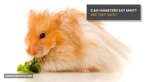 Can hamsters eat mint?