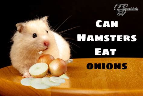 Can hamsters eat onions?