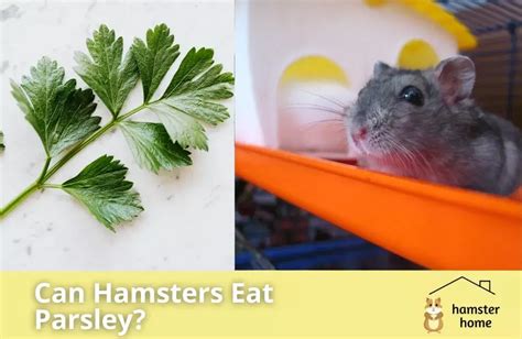 Can hamsters eat parsley?