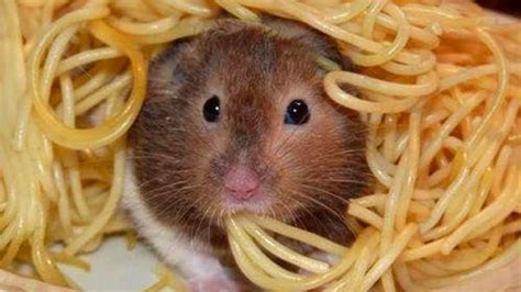 Can hamsters eat pasta?