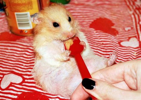 Can hamsters eat peanut butter?