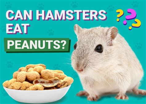 Can hamsters eat peanuts?