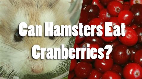 Can hamsters eat raw cranberries?