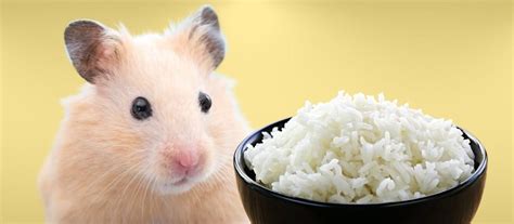 Can hamsters eat rice?