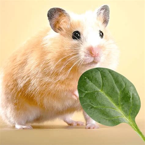 Can hamsters eat spinach?