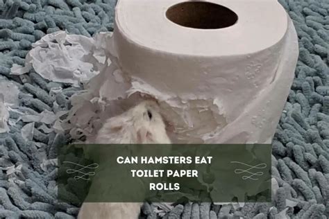 Can hamsters eat toilet paper rolls?