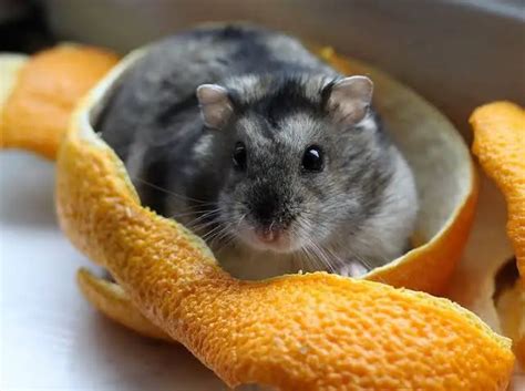 Can hamsters eat vitamin C?