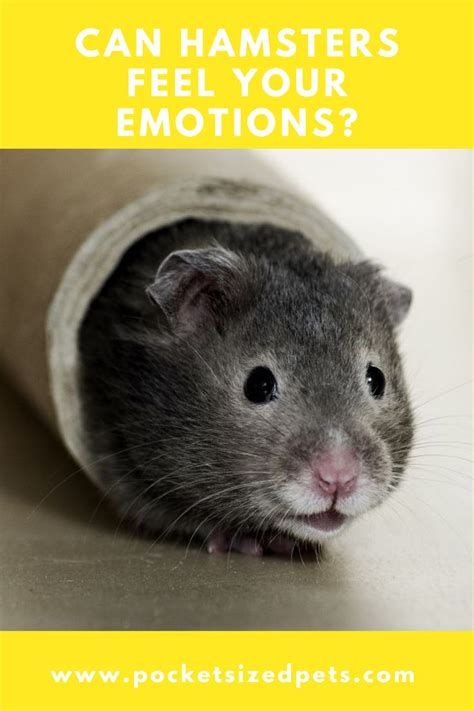 Can hamsters feel emotions?