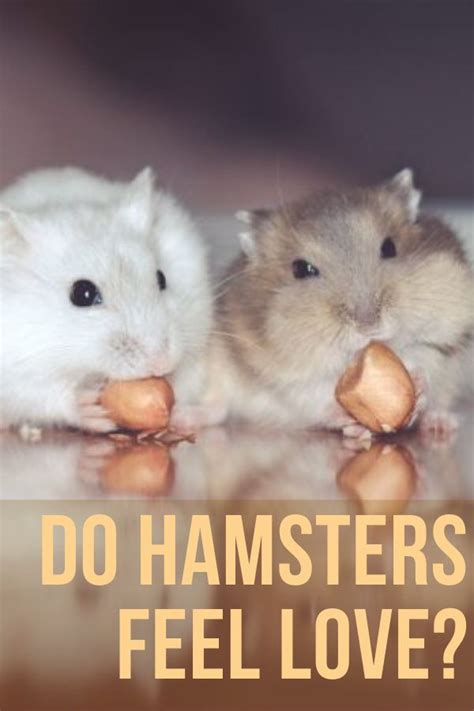 Can hamsters feel love?