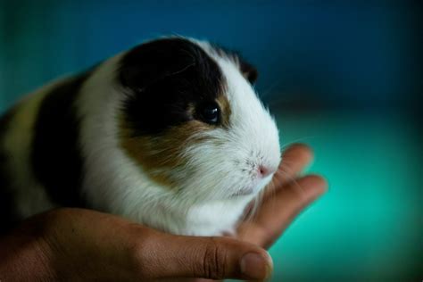 Can hamsters feel pain?