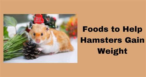 Can hamsters gain weight?