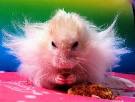 Can hamsters get angry?