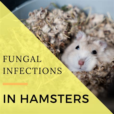 Can hamsters get fungal infections?