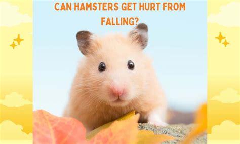 Can hamsters get hurt?