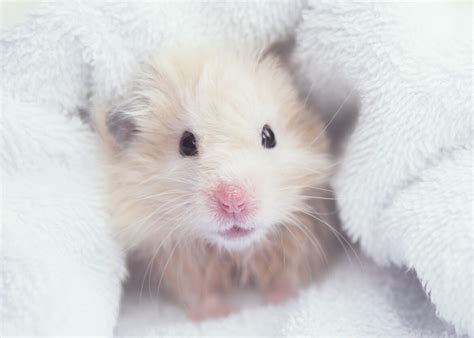 Can hamsters get hypothermia?
