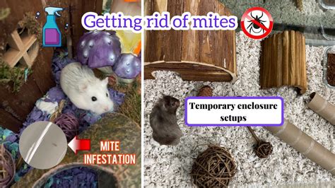 Can hamsters get mites from a dirty cage?