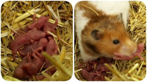 Can hamsters give birth without a male?