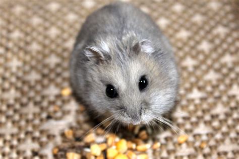 Can hamsters go grey?