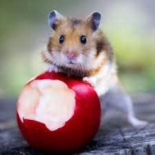 Can hamsters have apple branches?