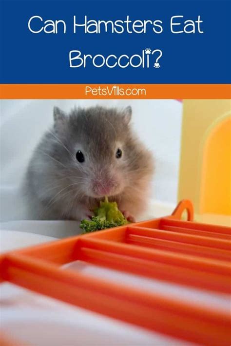 Can hamsters have broccoli?