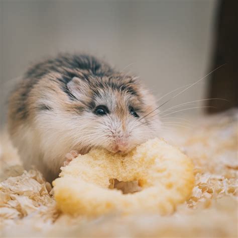 Can hamsters have dog treats?