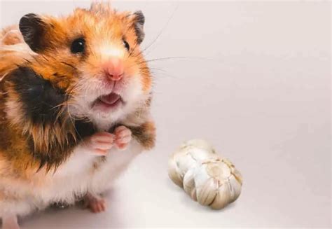 Can hamsters have garlic?