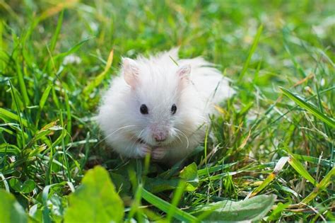 Can hamsters have grass?