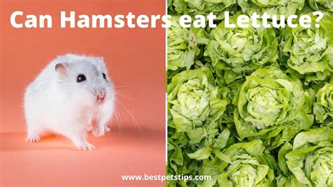 Can hamsters have lettuce?
